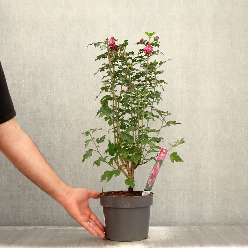 Exemplaar van Hibiscus syriacus Duc de Brabant - Tuinhibiscus Pot van 3 l/4 l zoals geleverd in de zomer