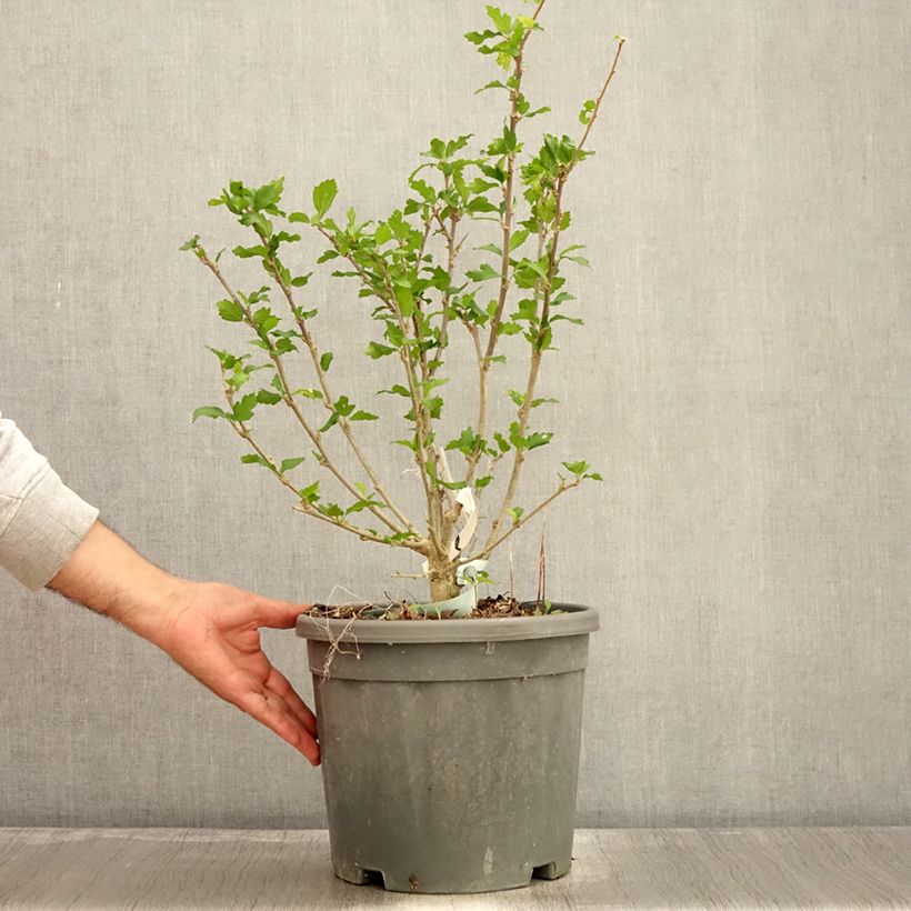Exemplaar van Hibiscus syriacus Eléonore - Tuinhibiscus Pot van 7,5 l/10 l zoals geleverd in de herfst