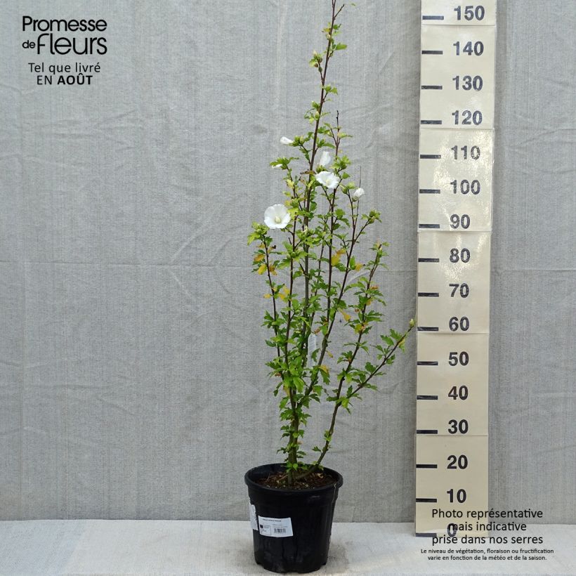 Exemplaar van Hibiscus syriacus Eléonore - Tuinhibiscus Pot van 7,5 l/10 l zoals geleverd in de zomer