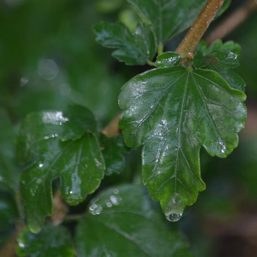 Hibiscus syriacus Eruption - Tuinhibiscus (Foliage)