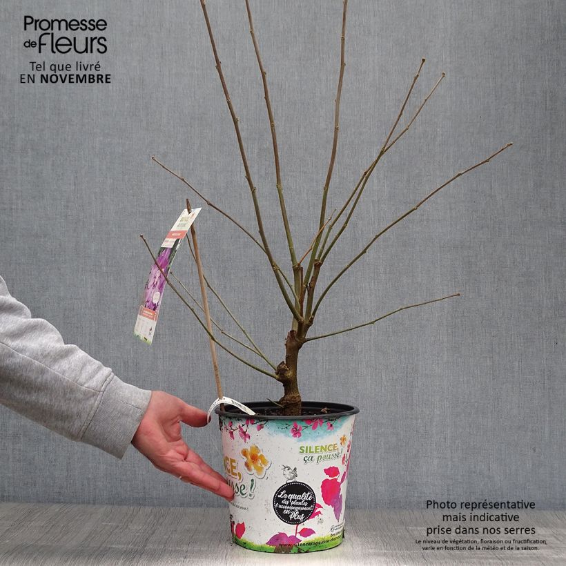 Exemplaar van Hibiscus syriacus Eruption - Tuinhibiscus Pot van 4 l/5 l zoals geleverd in de herfst