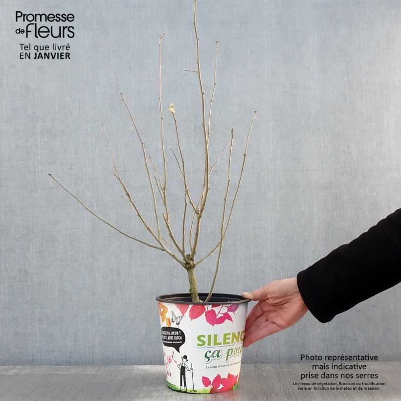 Example of Hibiscus syriacus Eruption - Althéa ou mauve en arbre Pot van 4 l/5 l as you get in hiver