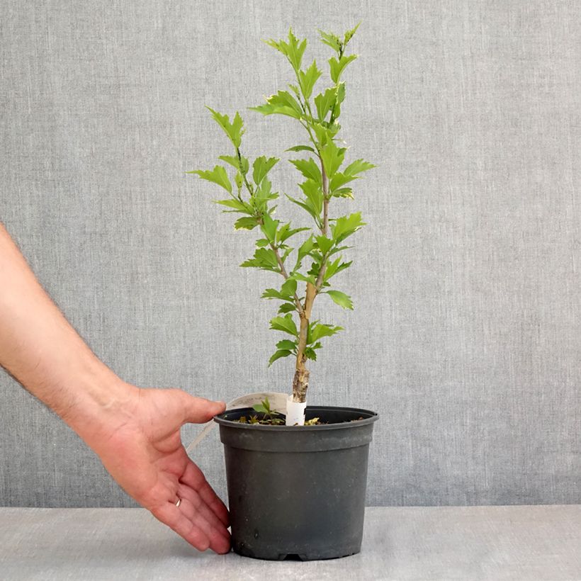 Example of Hibiscus syriacus Flower Tower Purple - Althea rose à coeur rouge Pot van 1,5 l/2 l as you get in printemps