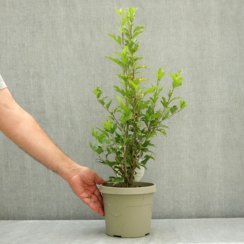 Exemplaar van Hibiscus syriacus Flower Tower Purple - Tuinhibiscus Pot van 3 l/4 l zoals geleverd in de zomer