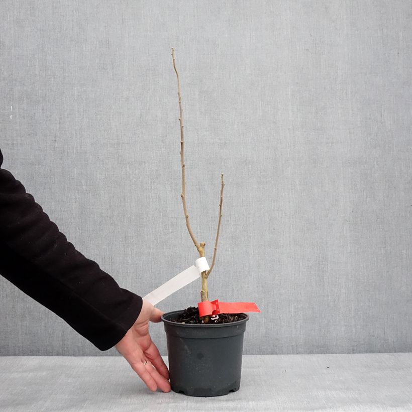 Example of Hibiscus syriacus Flower Tower Ruby - Althea Pot van 2 l/3 l as you get in hiver