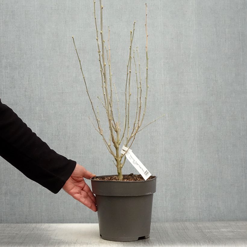 Exemplaar van Hibiscus syriacus Flower Tower Ruby - Tuinhibiscus Pot van 2 l/3 l zoals geleverd in de lente