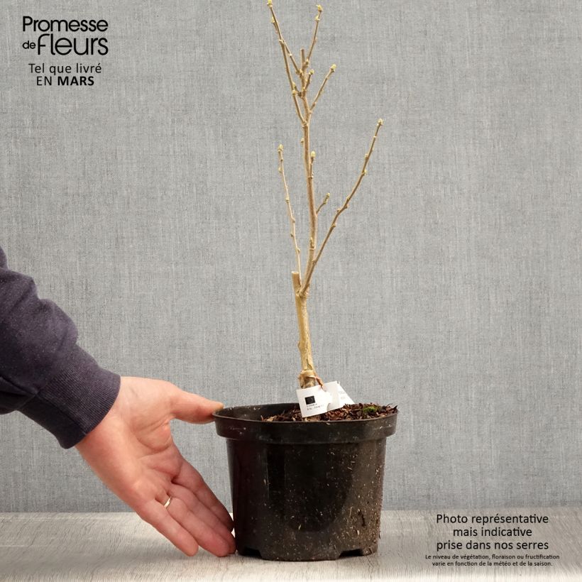 Exemplaar van Hibiscus syriacus Flower Tower Wit - Tuinhibiscus Pot van 1,5 l/2 l zoals geleverd in de lente