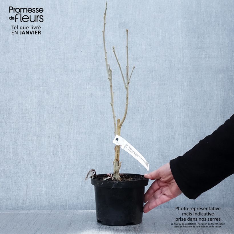 Example of Hibiscus syriacus Flower Tower White - Althea blanc Pot van 1,5 l/2 l as you get in hiver