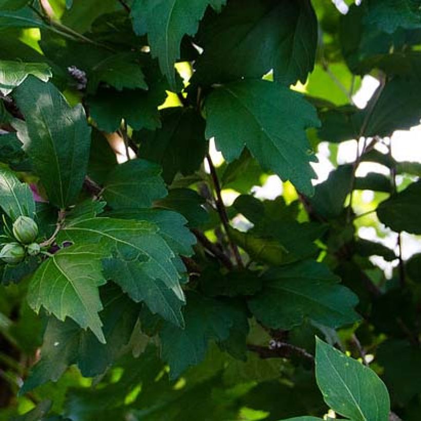 Hibiscus syriacus Freedom - Tuinhibiscus (Foliage)