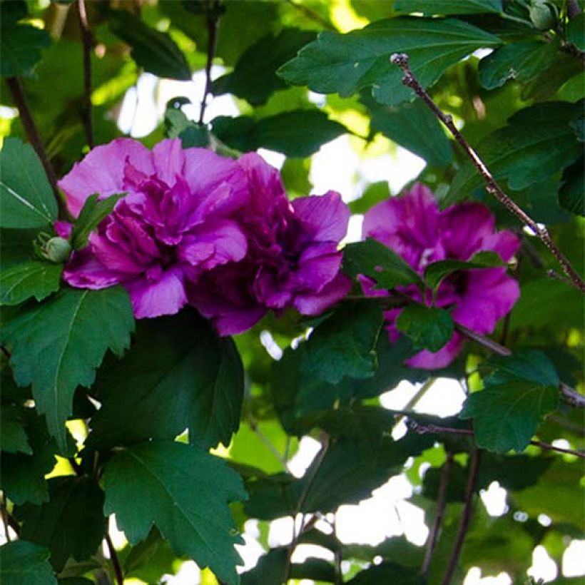 Hibiscus syriacus Freedom - Tuinhibiscus (Flowering)