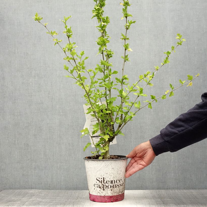 Exemplaar van Hibiscus syriacus French Point - Tuinhibiscus Pot van 4 l/5 l zoals geleverd in de zomer