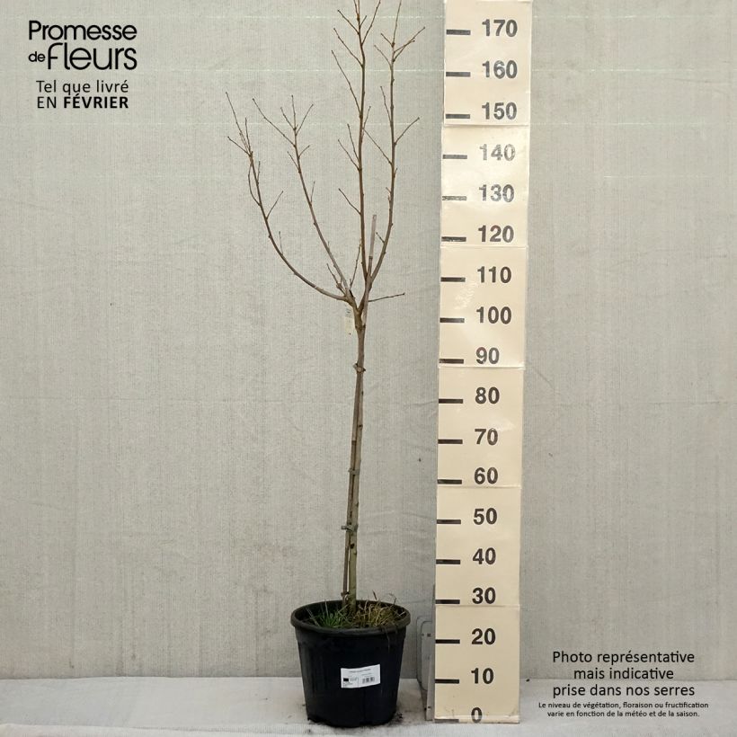 Example of Hibiscus syriacus Hamabo - Althéa ou mauve en arbre Pot van 7,5 l/10 l as you get in hiver