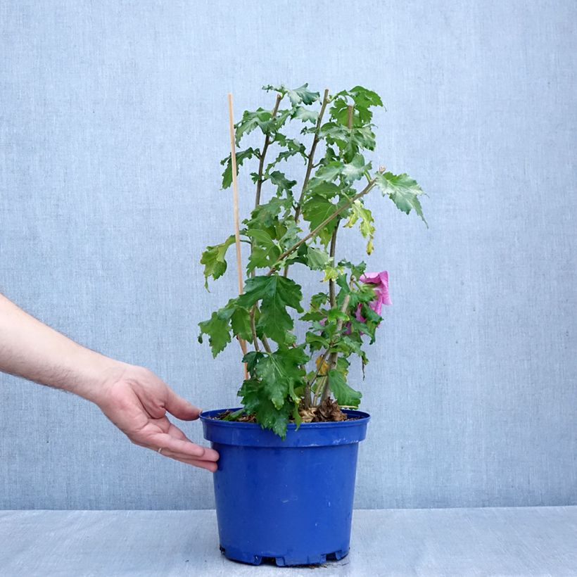 Exemplaar van Hibiscus syriacus Hibisa Rosada - Tuinhibiscus Pot van 3 l/4 l zoals geleverd in de herfst