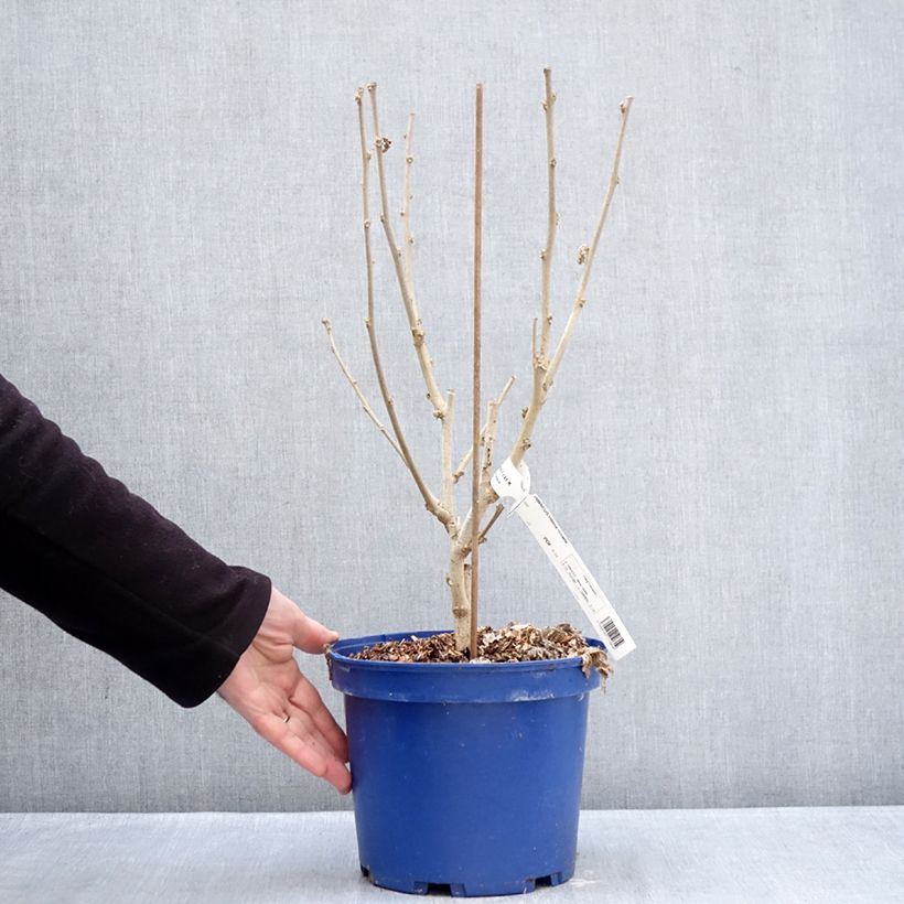 Example of Hibiscus syriacus Hibisa Rosada - Althéa Pot van 3 l/4 l as you get in hiver