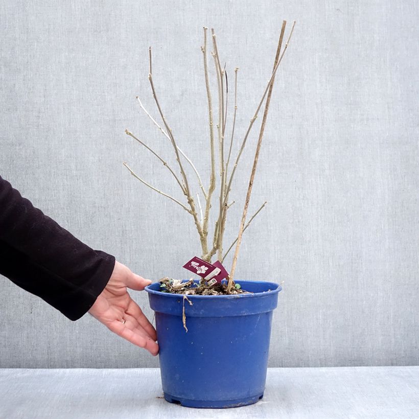 Example of Hibiscus syriacus Hibisa Sangria - Althéa Pot van 3 l/4 l as you get in hiver