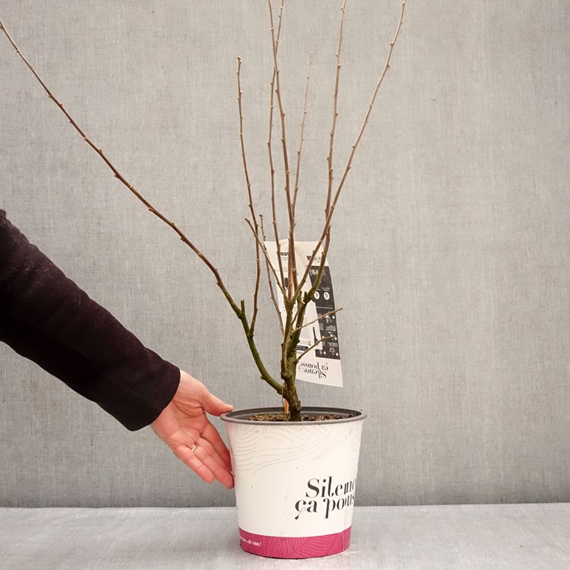 Exemplaar van Hibiscus syriacus Igloo - Tuinhibiscus Pot van 4 l/5 l zoals geleverd in de winter