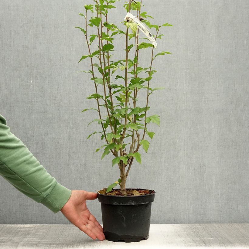 Exemplaar van Hibiscus syriacus Lady Stanley - Tuinhibiscus Pot van 3 l/4 l zoals geleverd in de zomer