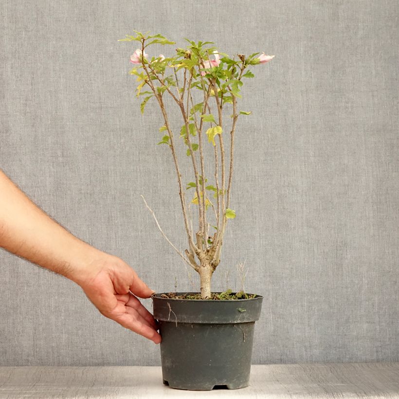 Exemplaar van Hibiscus syriacus Leopoldii - Tuinhibiscus Pot van 2 l/3 l zoals geleverd in de zomer