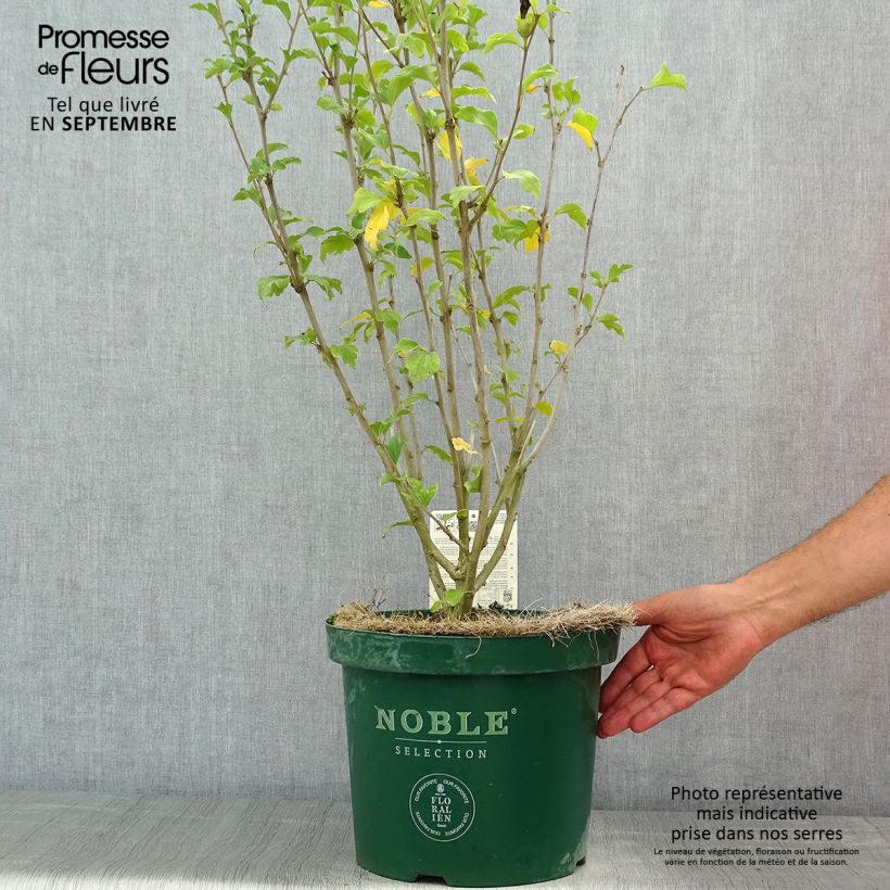 Exemplaar van Hibiscus syriacus Magenta Chiffon - Tuinhibiscus Pot van 6 l/7 l zoals geleverd in de zomer