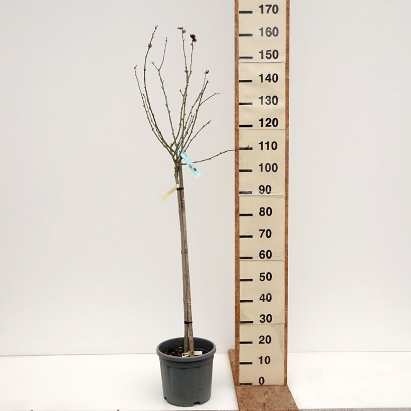 Exemplaar van Hibiscus syriacus Oiseau Bleu - Tuinhibiscus Pot van 7,5 l/10 l, Half-hoge stam zoals geleverd in de winter