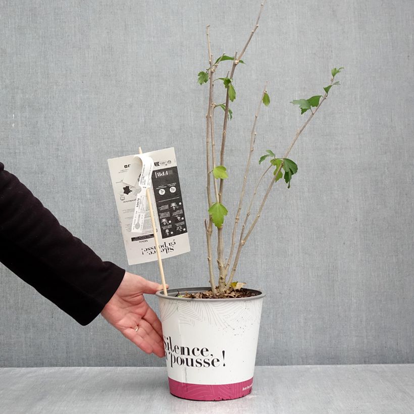 Example of Hibiscus syriacus Pompei - Althéa double Pot van 4 l/5 l as you get in automne
