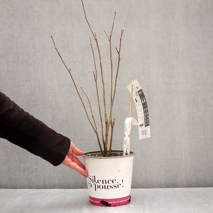 Exemplaar van Hibiscus syriacus Pompei - Tuinhibiscus Pot van 4 l/5 l zoals geleverd in de winter