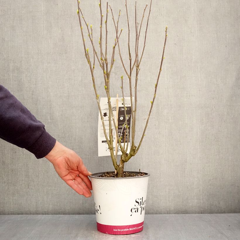 Exemplaar van Hibiscus syriacus Pompei - Tuinhibiscus Pot van 4 l/5 l zoals geleverd in de lente