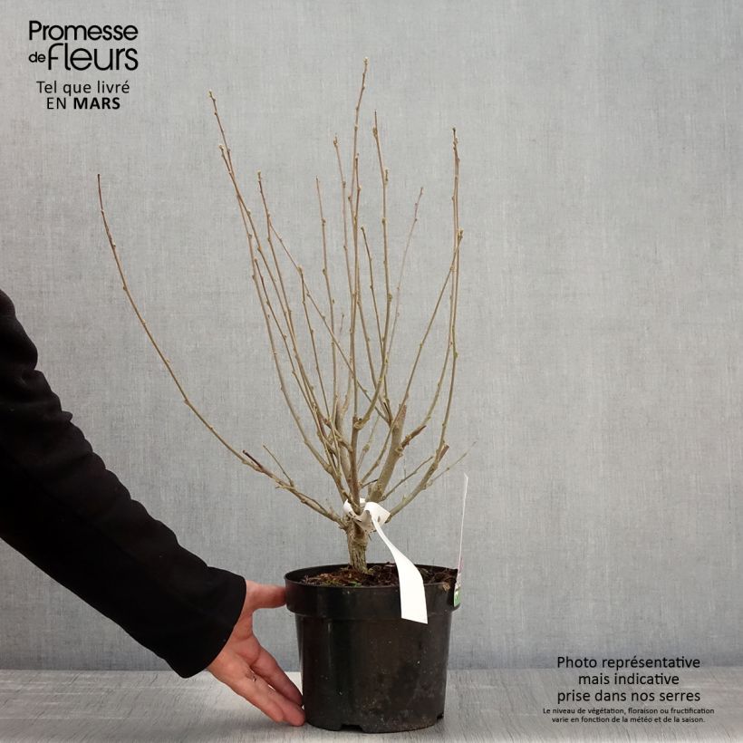 Exemplaar van Hibiscus syriacus Purple Ruffles - Tuinhibiscus Pot van 3 l/4 l zoals geleverd in de lente