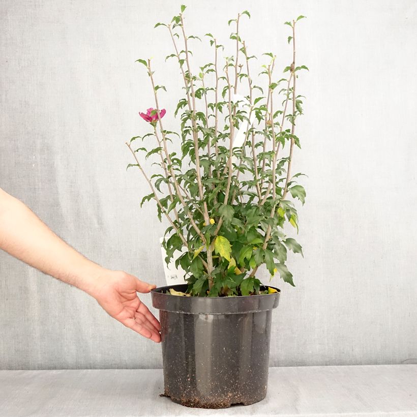 Example of Hibiscus syriacus Purple Ruffles - Althea double pourpre Pot van 7,5 l/10 l as you get in automne