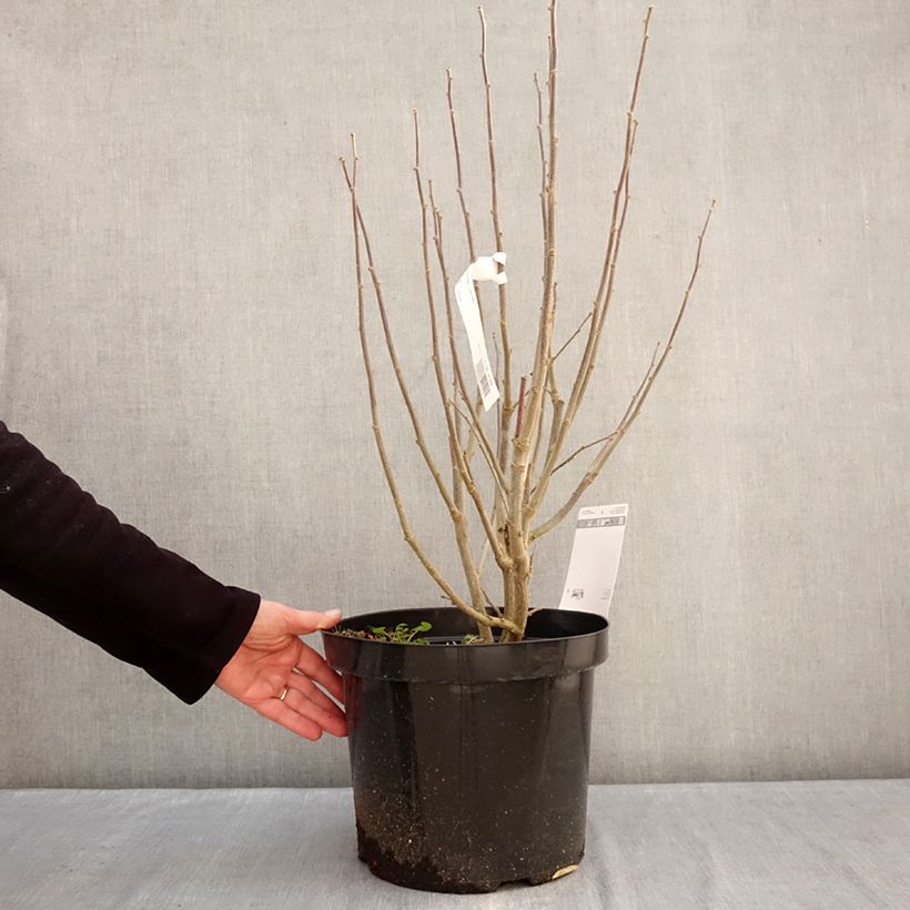 Exemplaar van Hibiscus syriacus Purple Ruffles - Tuinhibiscus Pot van 7,5 l/10 l zoals geleverd in de winter