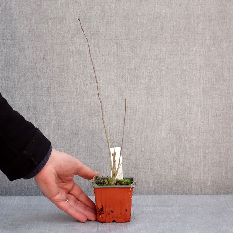 Example of Hibiscus syriacus Red Heart - Tuinhibiscus Kweekpotje van 8/9 cm as you get in hiver