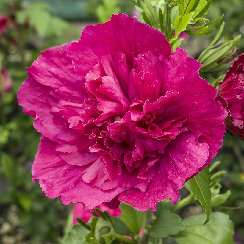 Hibiscus syriacus Ruby Chiffon - Tuinhibiscus (Flowering)