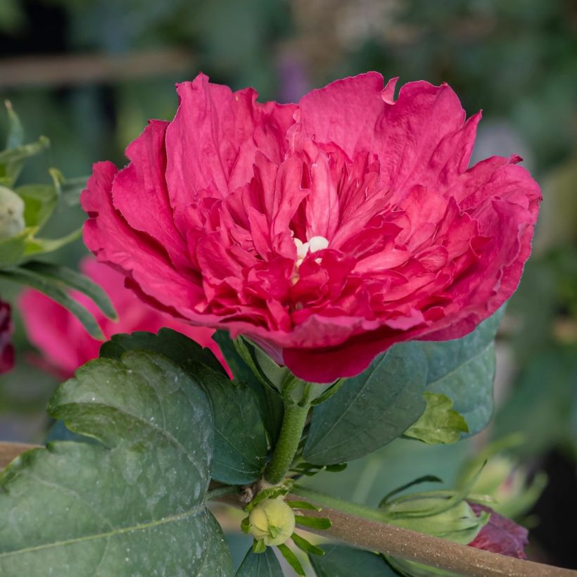 Hibiscus syriacus Ruby Chiffon - Tuinhibiscus (Foliage)