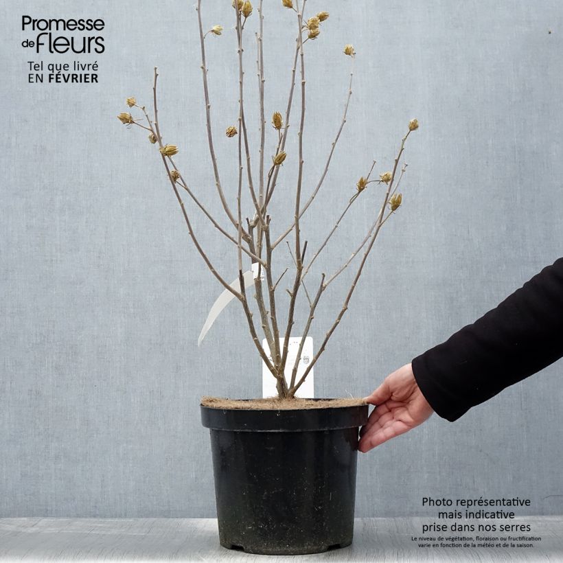 Example of Hibiscus syriacus Shintaeyang - Althéa blanc à coeur rouge cerise Pot van 7,5 l/10 l as you get in hiver