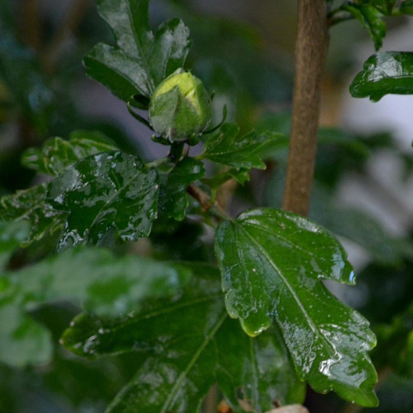 Hibiscus syriacus Speciosus - Tuinhibiscus (Foliage)