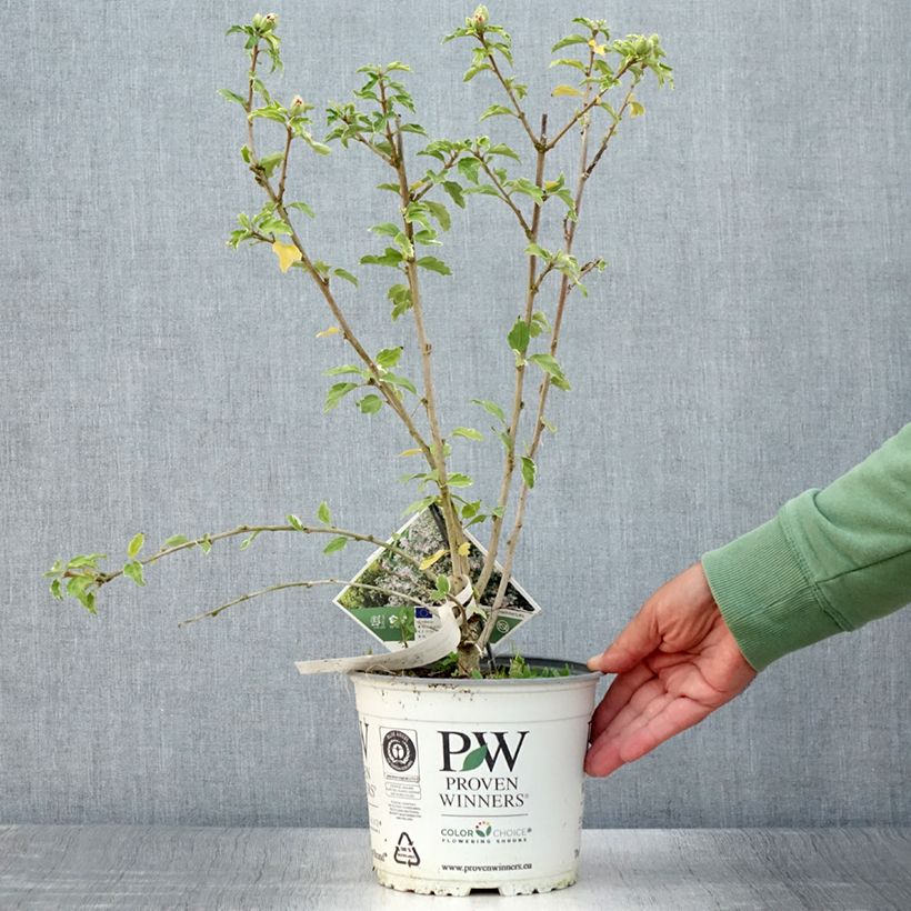 Exemplaar van Hibiscus syriacus Sugar Tip - Tuinhibiscus Pot van 3 l/4 l zoals geleverd in de zomer