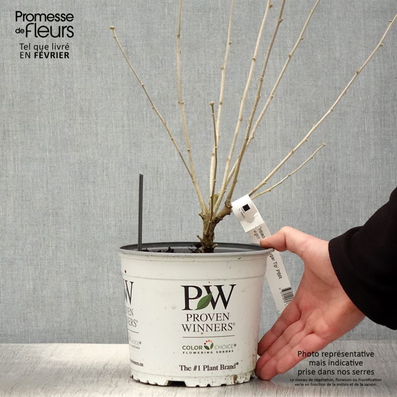 Example of Hibiscus syriacus Sugar Tip - Tuinhibiscus Pot van 3 l/4 l as you get in hiver