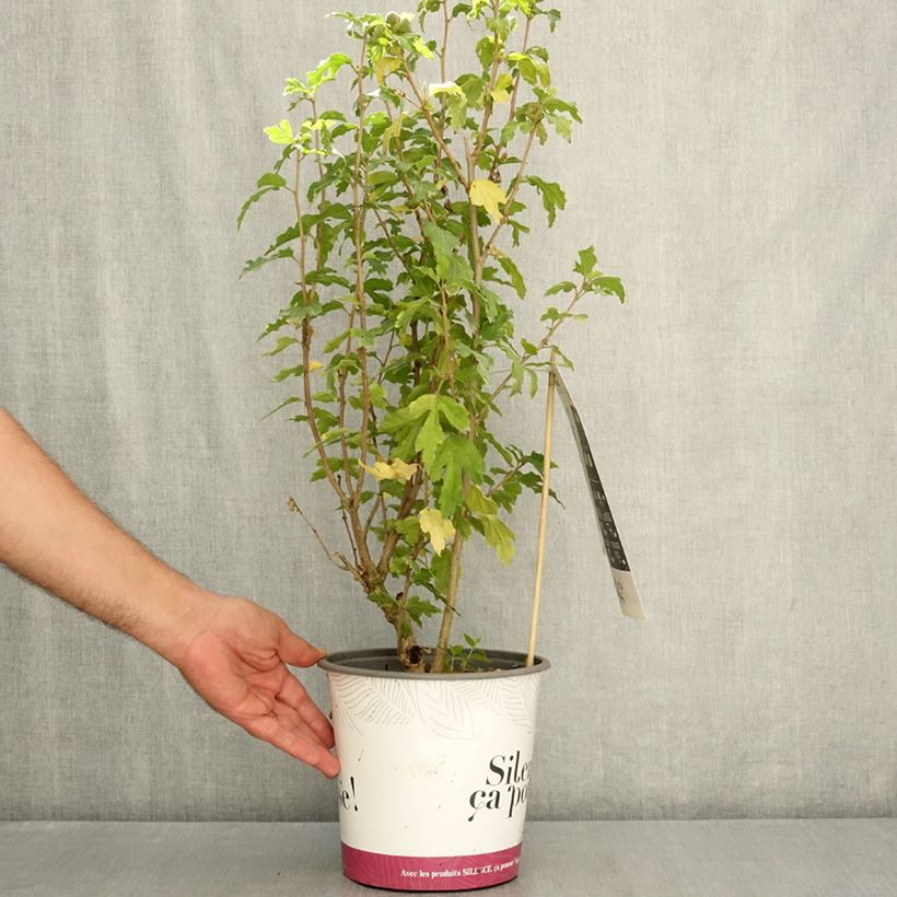 Exemplaar van Hibiscus syriacus Sup'Blue - Tuinhibiscus Pot van 4 l/5 l zoals geleverd in de zomer