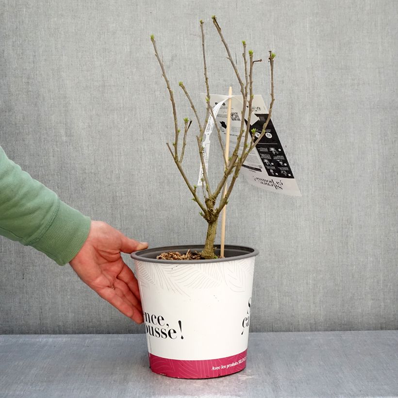 Exemplaar van Hibiscus syriacus Sup'Blue - Tuinhibiscus Pot van 4 l/5 l zoals geleverd in de winter