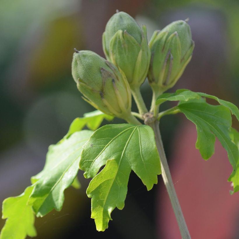Hibiscus syriacus Sup'Heart - Tuinhibiscus (Foliage)