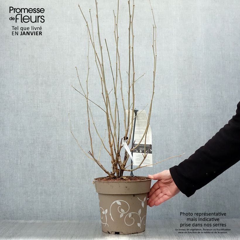 Example of Hibiscus syriacus Three Sisters - Althéa  Pot van 6 l/7 l as you get in hiver