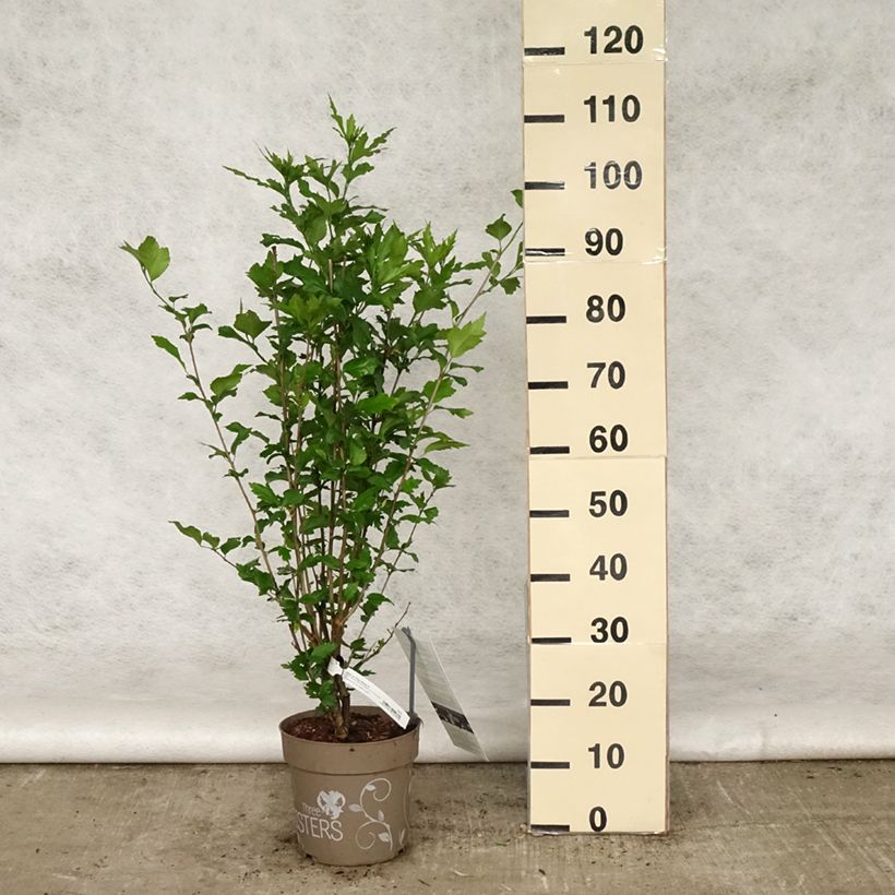 Exemplaar van Hibiscus syriacus Three Sisters - Tuinhibiscus Pot van 6 l/7 l zoals geleverd in de lente