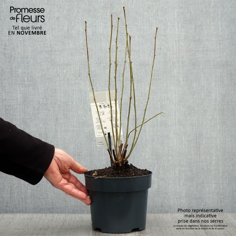 Exemplaar van Hibiscus syriacus Totus Albus - Tuinhibiscus Pot van 2 l/3 l zoals geleverd in de herfst