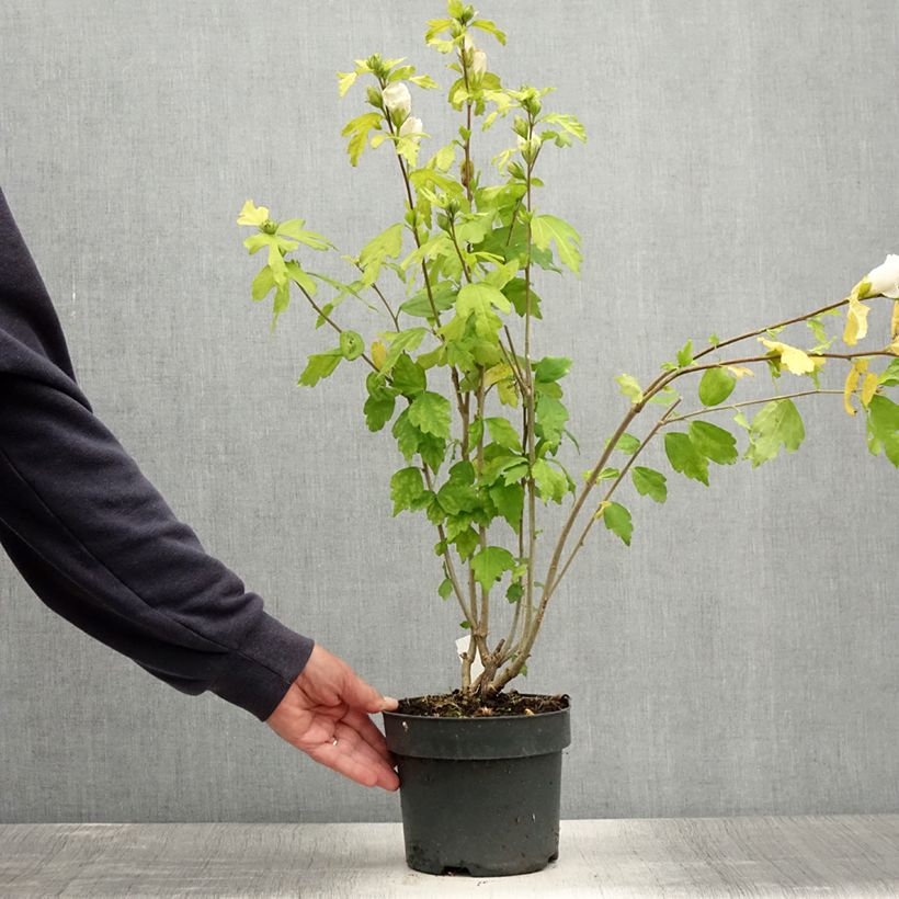 Exemplaar van Hibiscus syriacus Totus Albus - Tuinhibiscus Pot van 2 l/3 l zoals geleverd in de zomer
