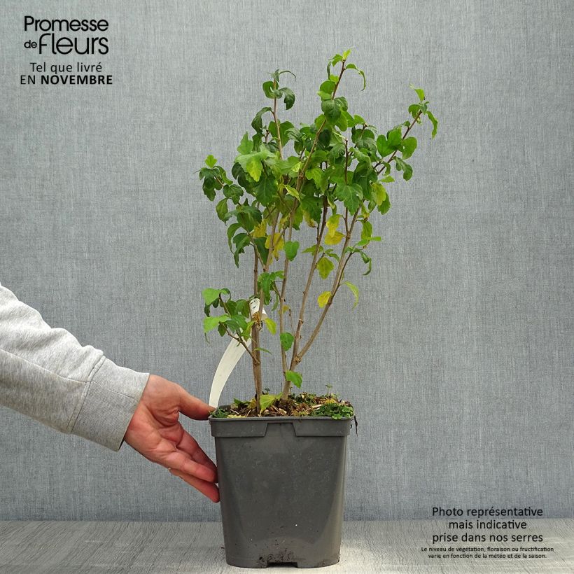 Exemplaar van Hibiscus syriacus Ultramarine - Tuinhibiscus Pot van 3 l/4 l zoals geleverd in de herfst