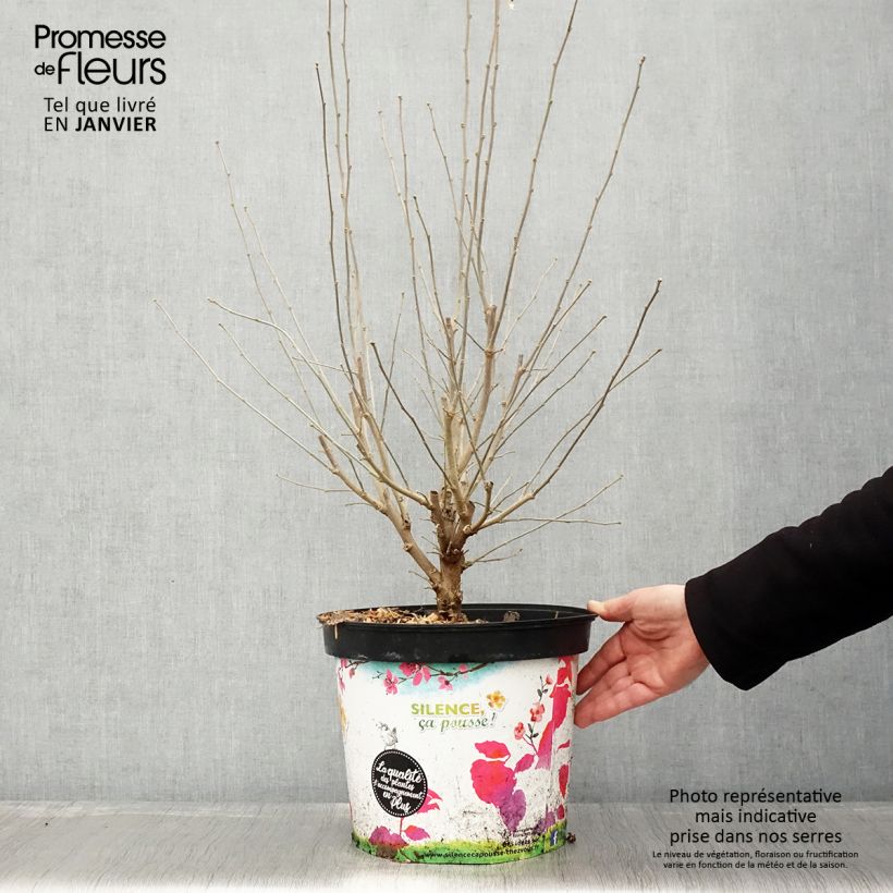 Example of Hibiscus syriacus Ultramarine - Althéa bleu Pot van 7,5 l/10 l as you get in hiver