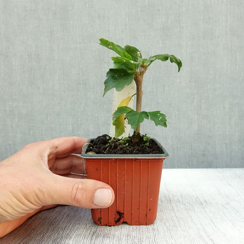 Exemplaar van Hibiscus syriacus Woodbridge - Tuinhibiscus Kweekpotje van 8/9 cm zoals geleverd in de herfst
