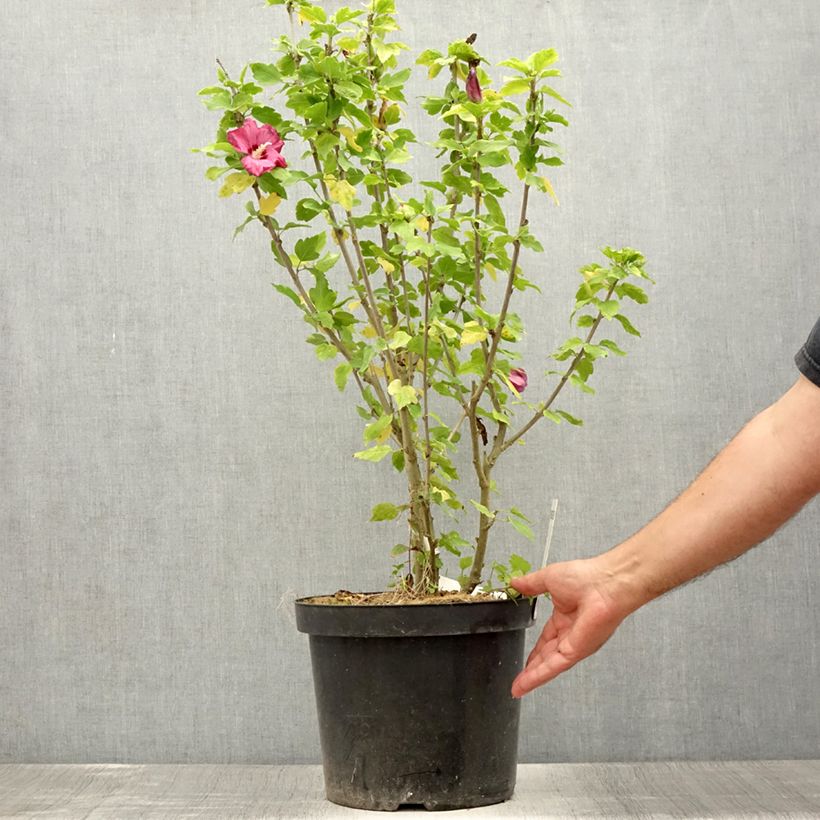 Exemplaar van Hibiscus syriacus Woodbridge - Tuinhibiscus Pot van 6 l/7 l zoals geleverd in de zomer