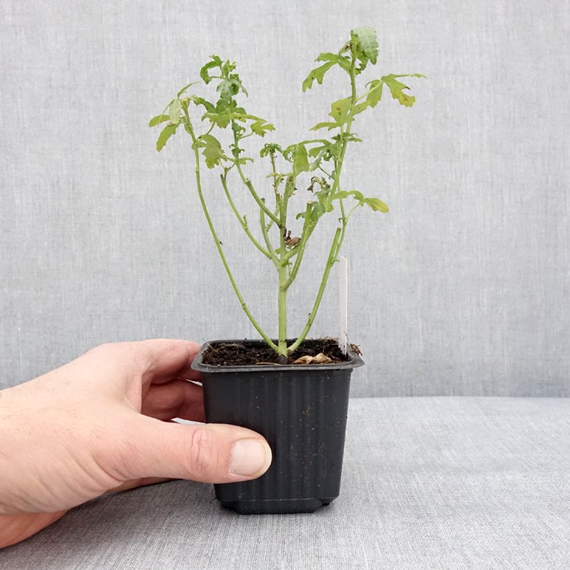 Example of Hibiscus trionum - Ketmie d'Afrique, Fleur d'une heure Kweekpotje van 8/9 cm as you get in hiver