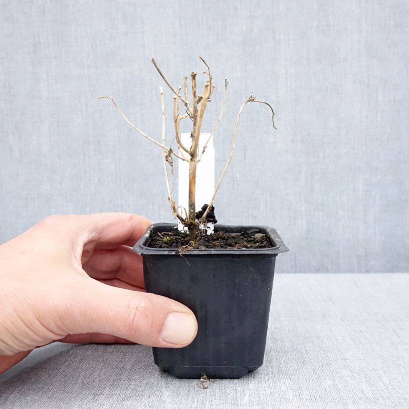 Exemplaar van Hibiscus trionum - Drie-urenbloem Kweekpotje van 8/9 cm zoals geleverd in de lente